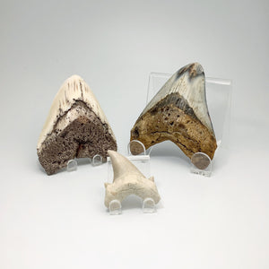 Shop All Fossil Shark Teeth
