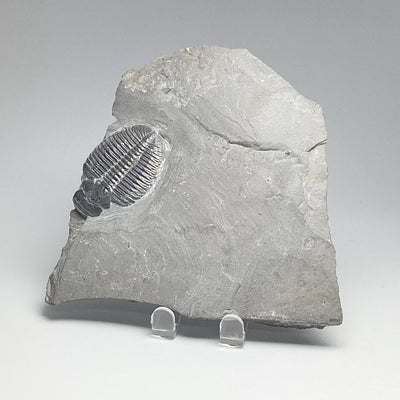 Trilobite Elrathia