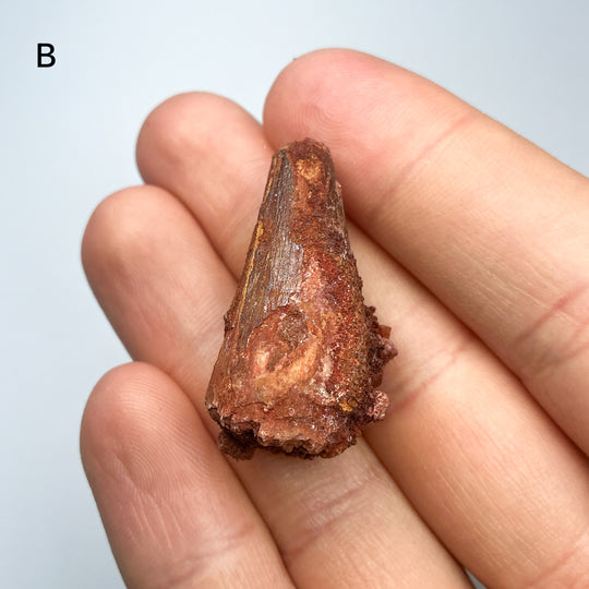 Fossilized Spinosaurus Tooth Specimen