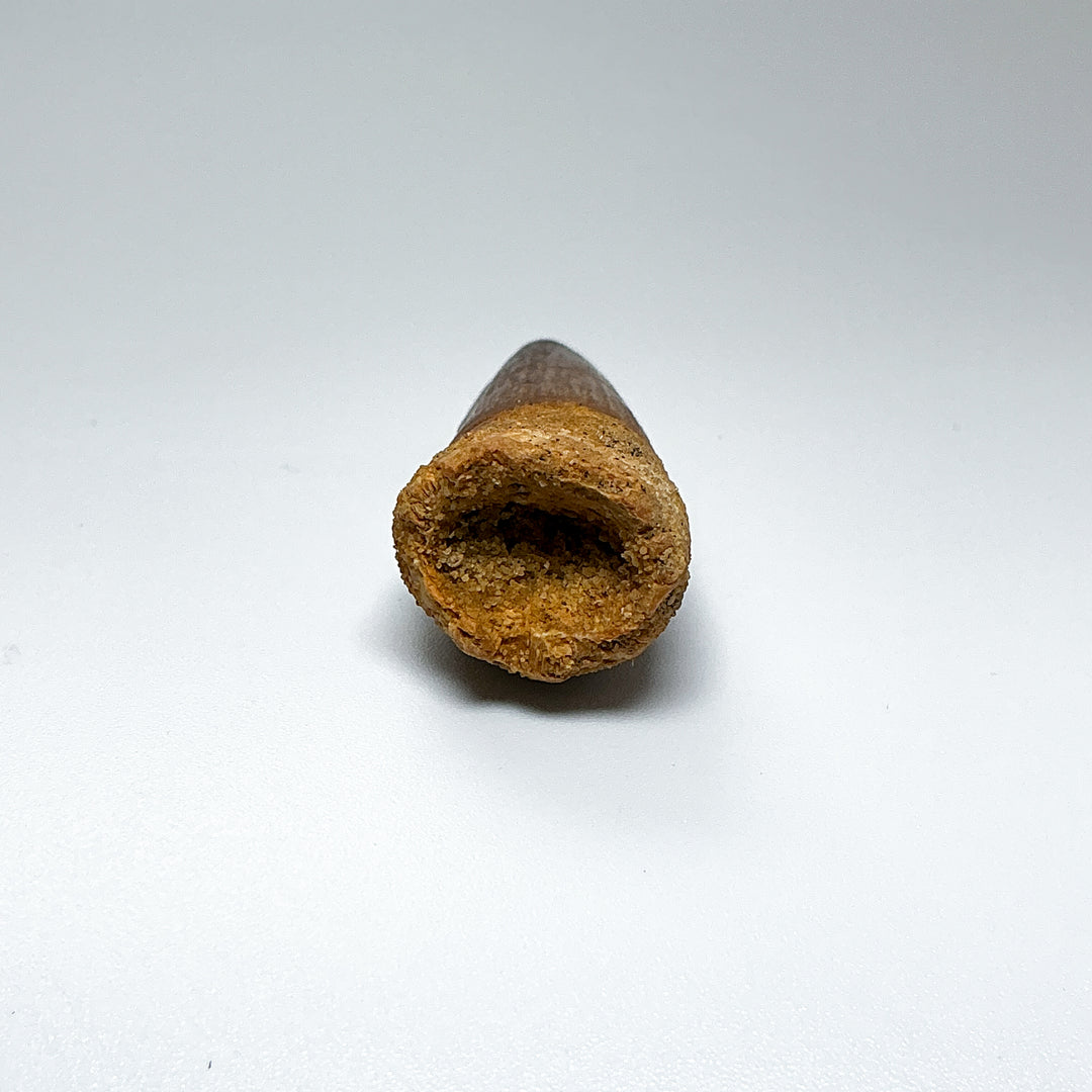 Fossilized Spinosaurus Tooth Specimen