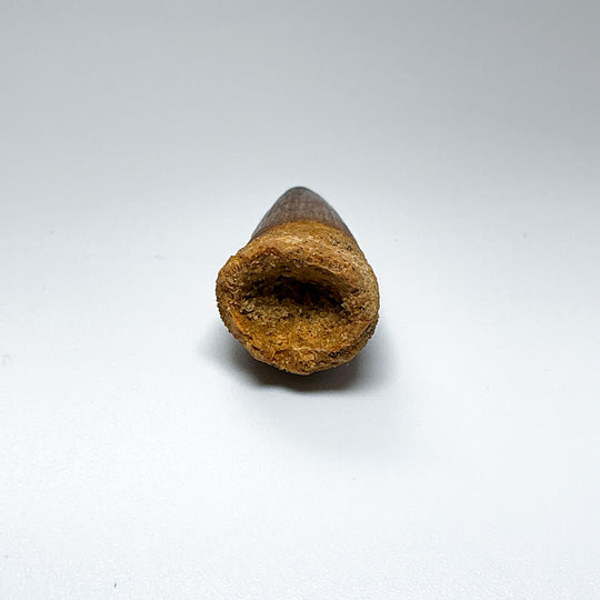 Fossilized Spinosaurus Tooth Specimen