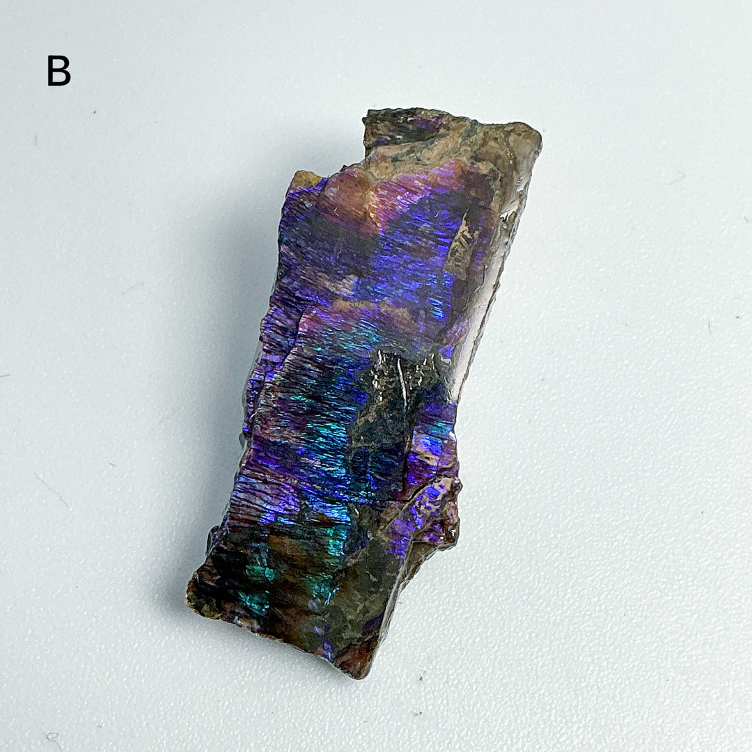 Ammolite Specimen