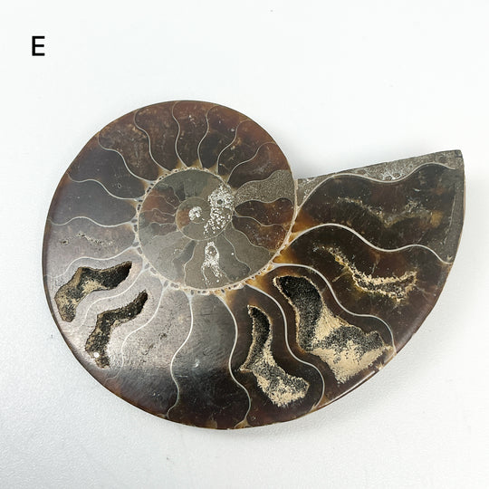 Chambered Ammonite