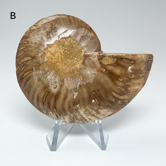Chambered Ammonite