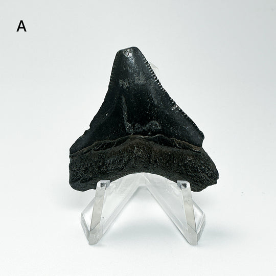 Fossilized Shark Tooth Specimen: Carcharodon Megalodon