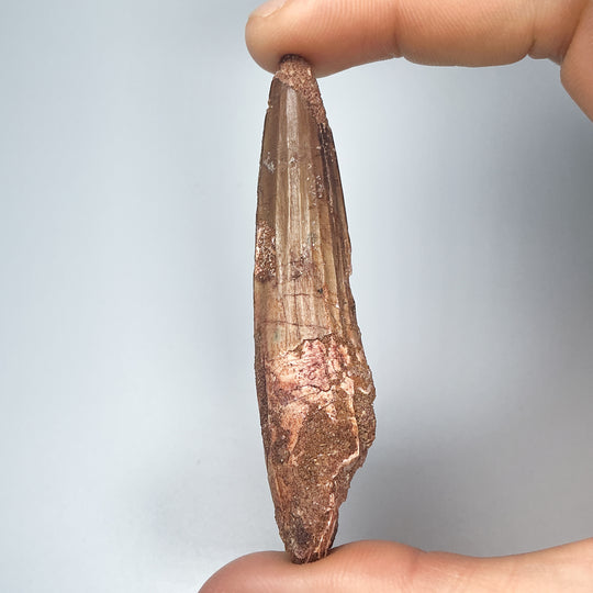 Fossilized Spinosaurus Tooth Specimen
