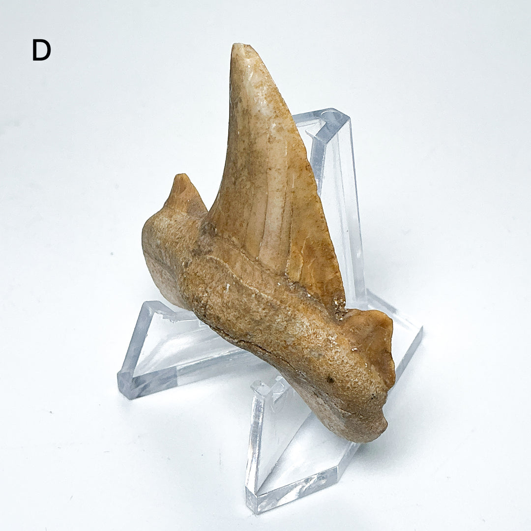 Fossilized Otodus/Lamna Shark Tooth Specimen