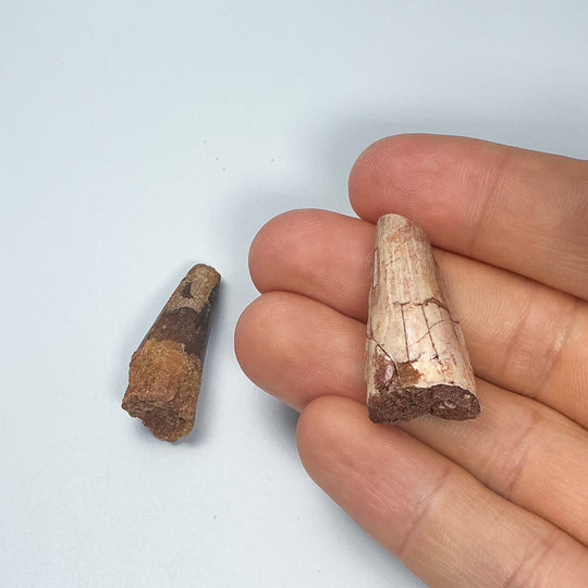 Fossilized Spinosaurus Tooth Specimen