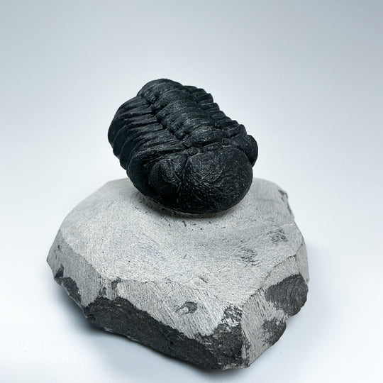 Trilobite Phacops Fossil