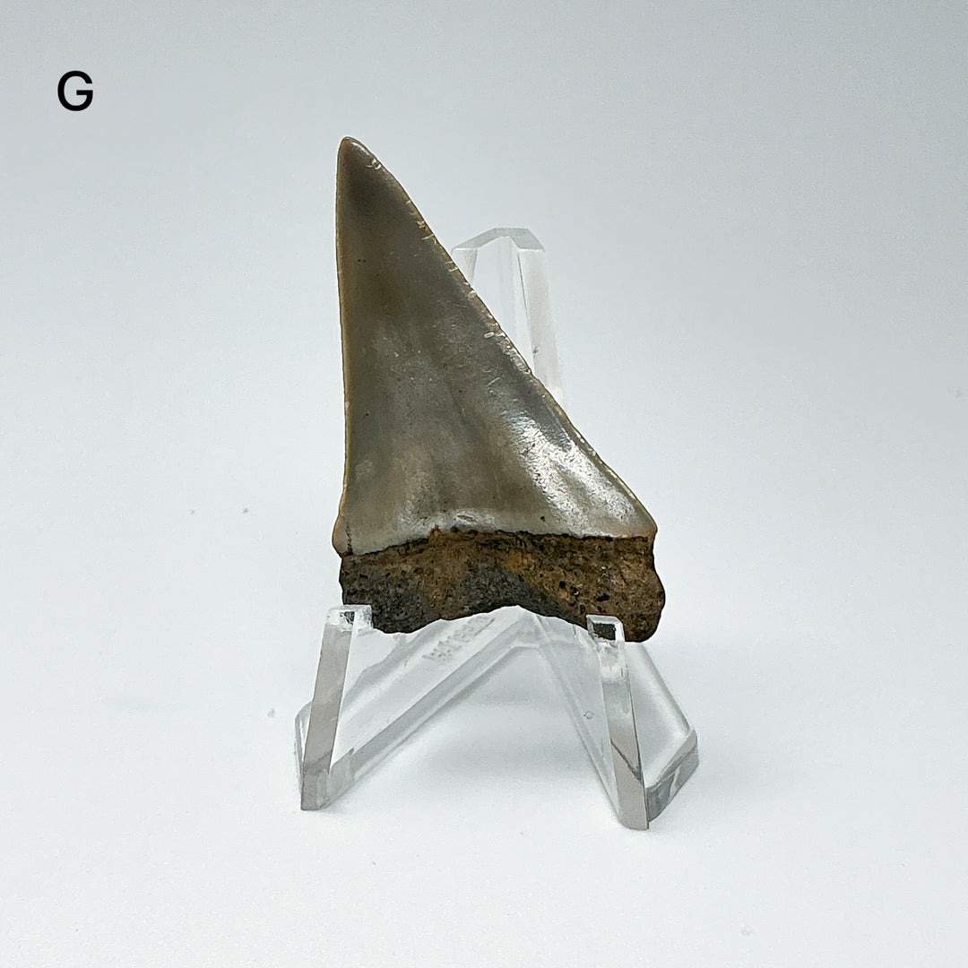 Fossilized Shark Tooth Specimen: Extinct Great White Shark