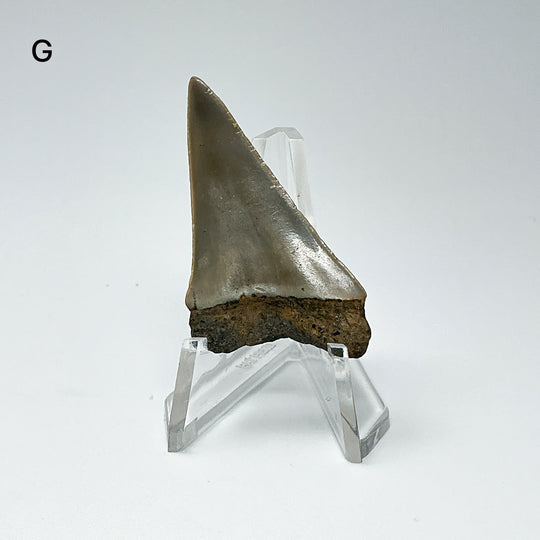 Fossilized Shark Tooth Specimen: Extinct Great White Shark