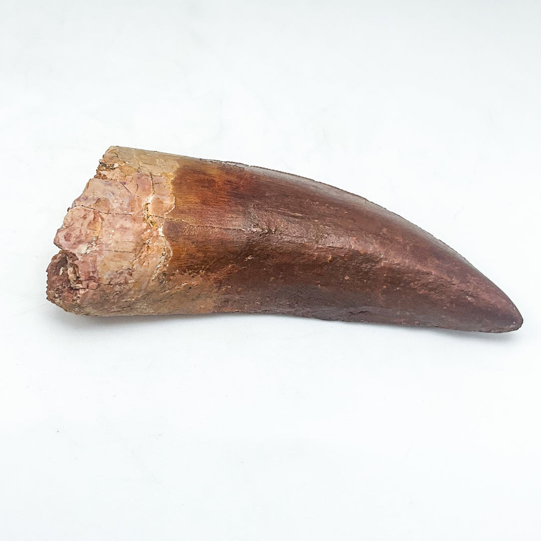 Fossilized Carcharodontosaurus Dinosaur Tooth Specimen