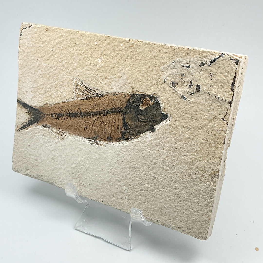 Fish Fossil