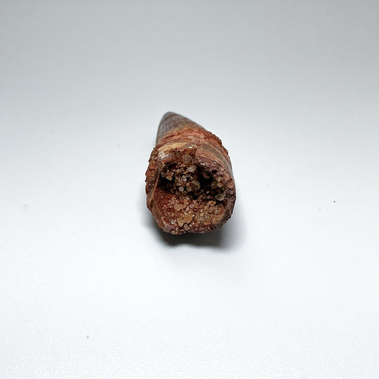 Fossilized Spinosaurus Tooth Specimen