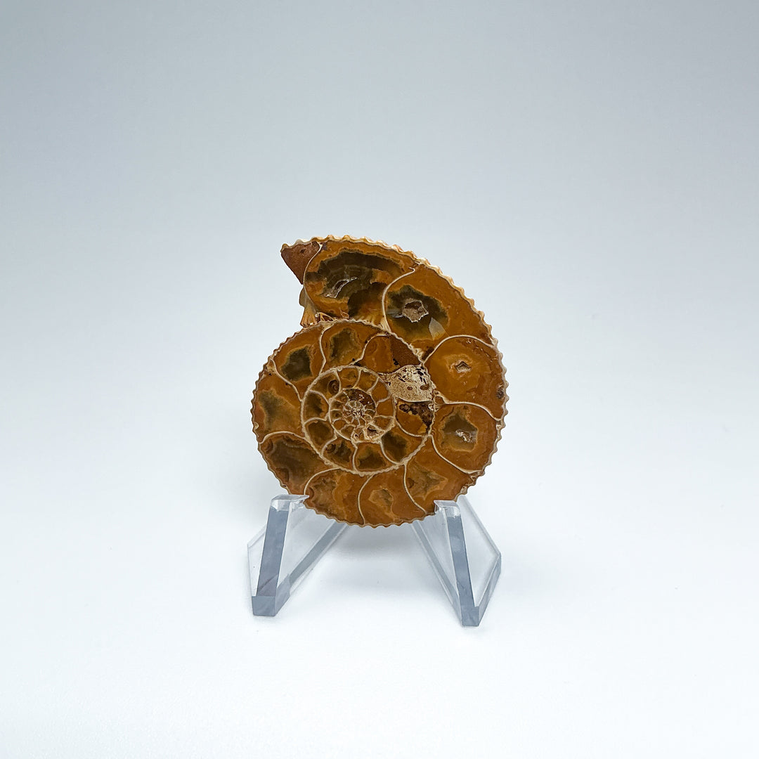 Chambered Ammonite