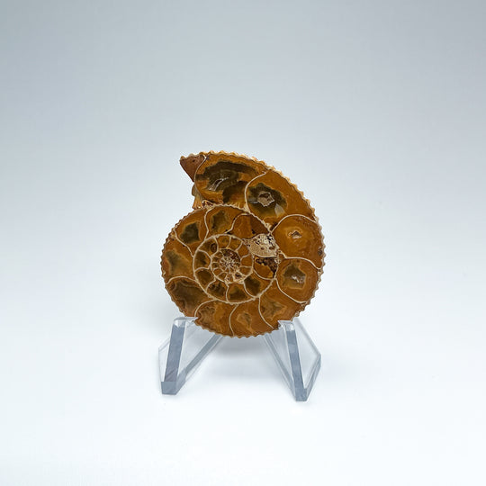 Chambered Ammonite