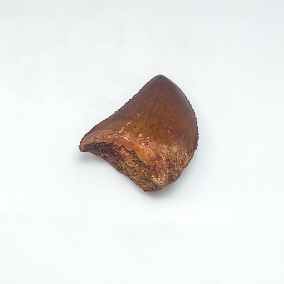 Fossilized Carcharodontosaurus Dinosaur Tooth Specimen