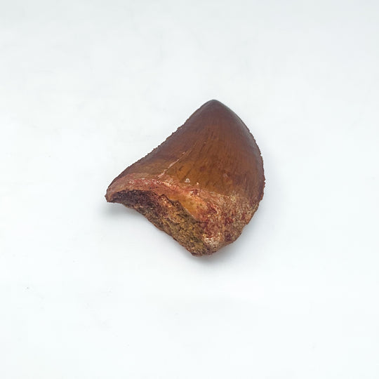 Fossilized Carcharodontosaurus Dinosaur Tooth Specimen
