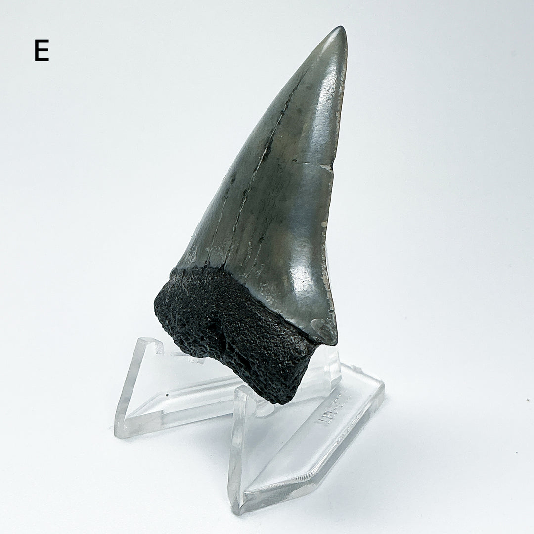 Fossilized Shark Tooth Specimen: Carcharodon Megalodon