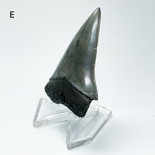 Fossilized Shark Tooth Specimen: Carcharodon Megalodon