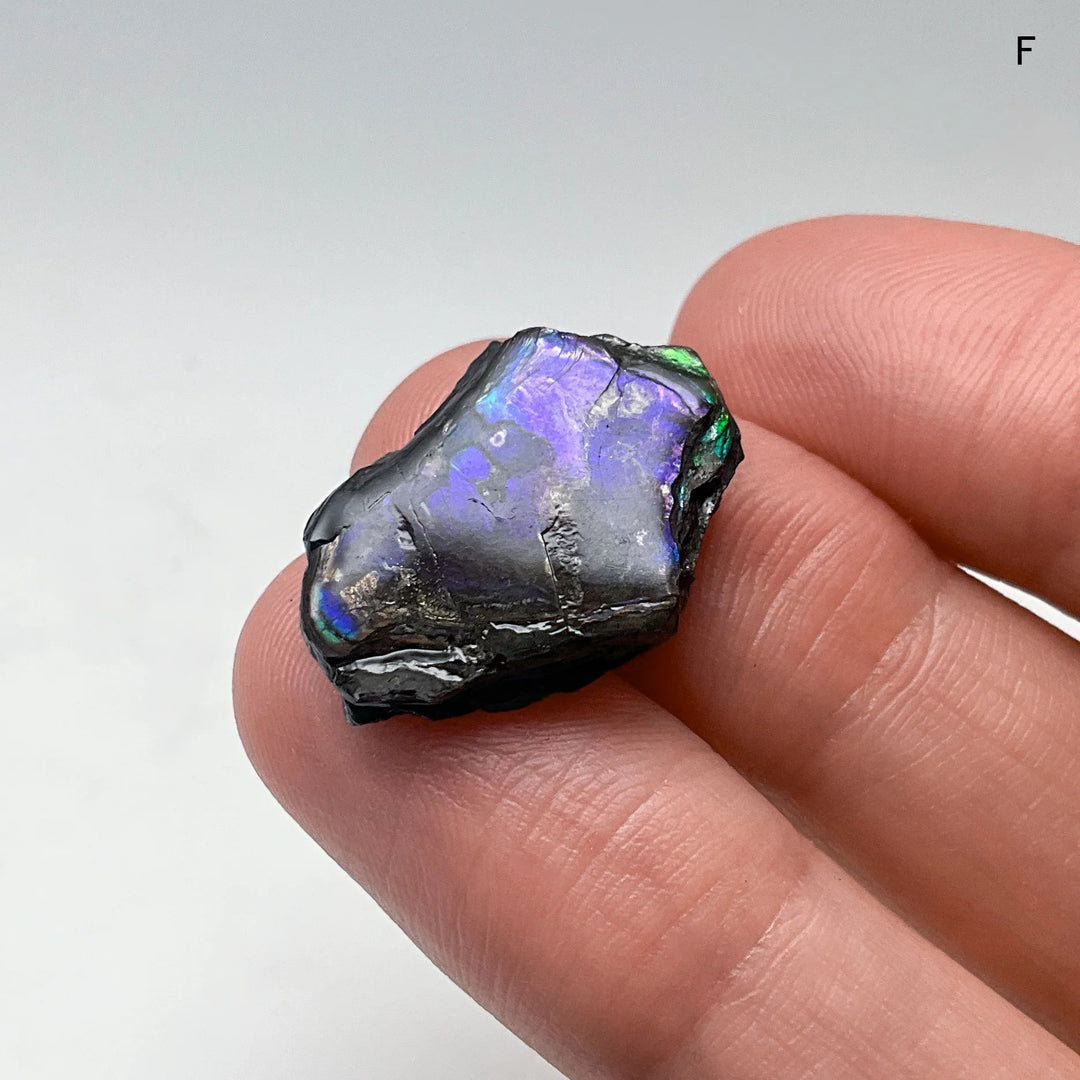 Ammolite Specimen