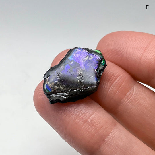 Ammolite Specimen