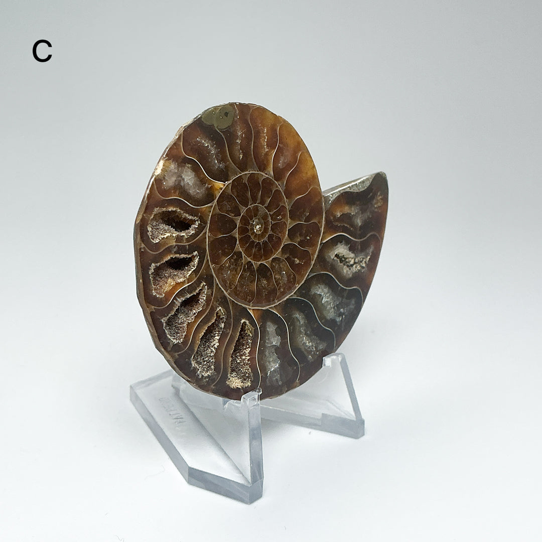 Chambered Ammonite