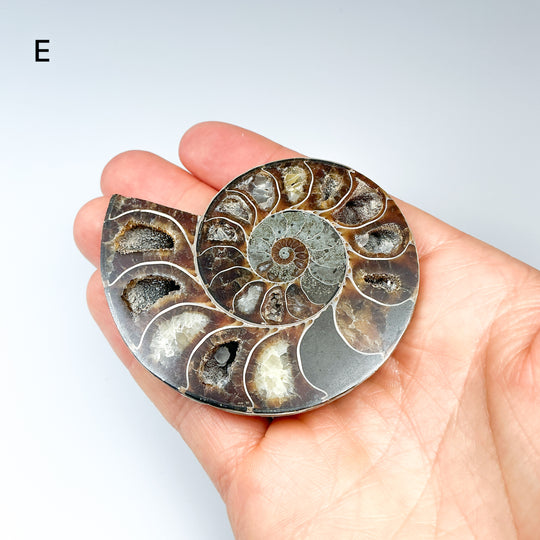 Chambered Ammonite - Rocks and Gems Canada