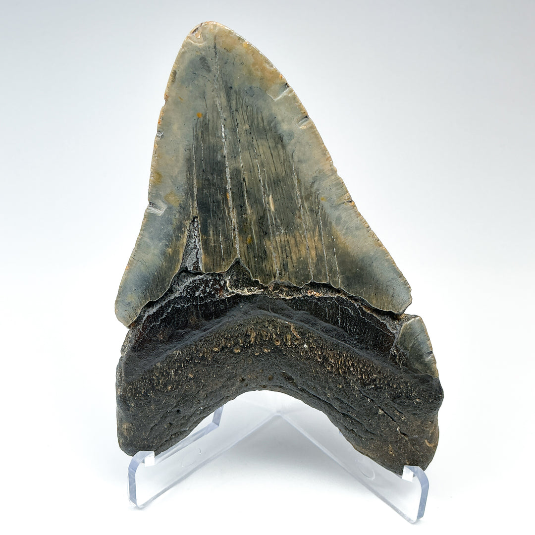 Fossilized Shark Tooth Specimen: Carcharodon Megalodon - Rocks and Gems Canada