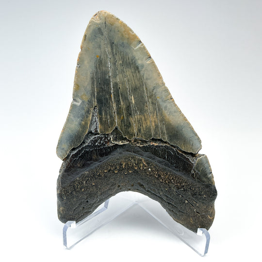 Fossilized Shark Tooth Specimen: Carcharodon Megalodon - Rocks and Gems Canada