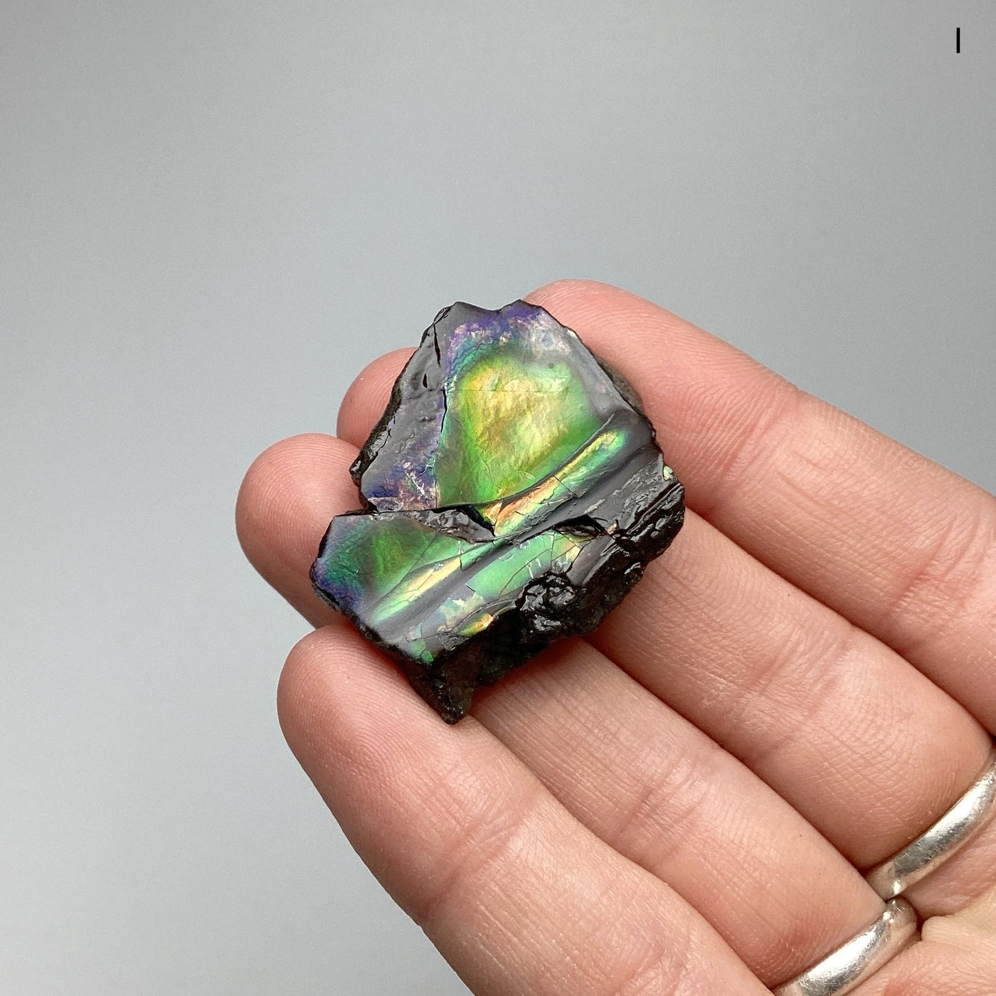 Ammolite Specimen at $69 Each