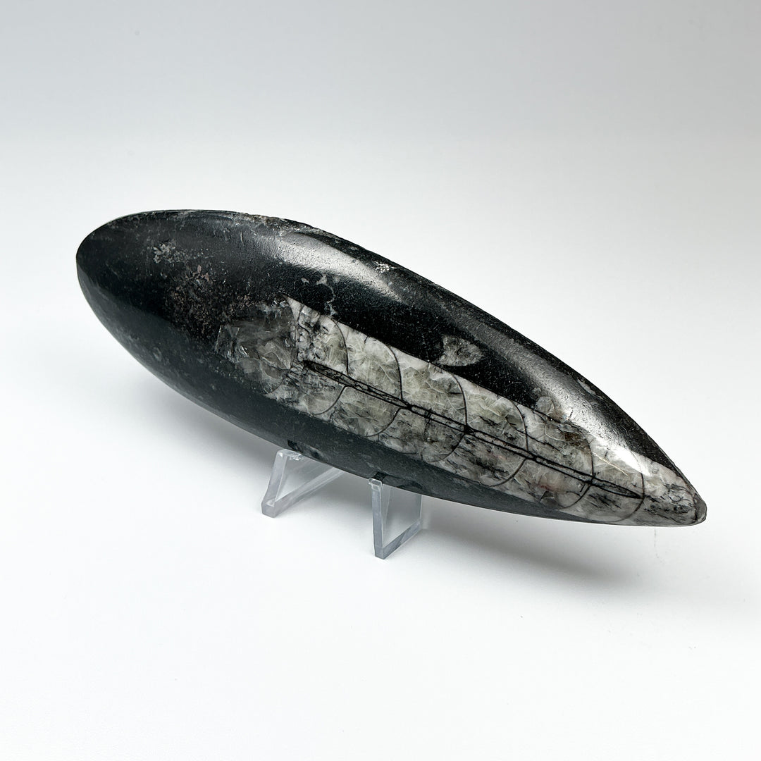 Polished Orthoceras Fossil