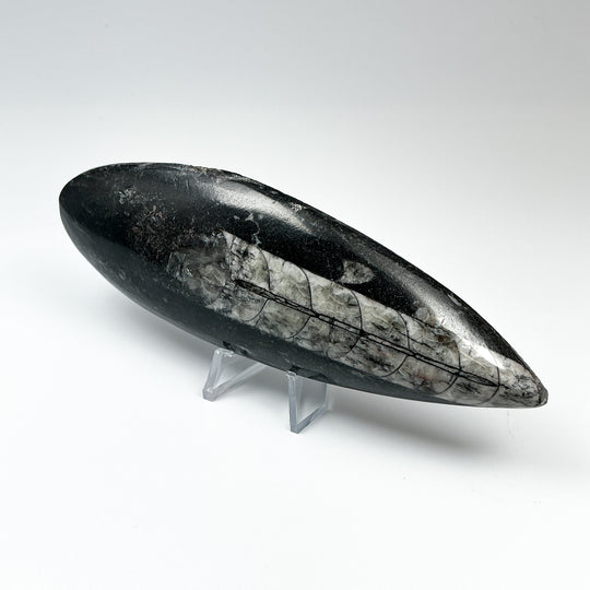 Polished Orthoceras Fossil