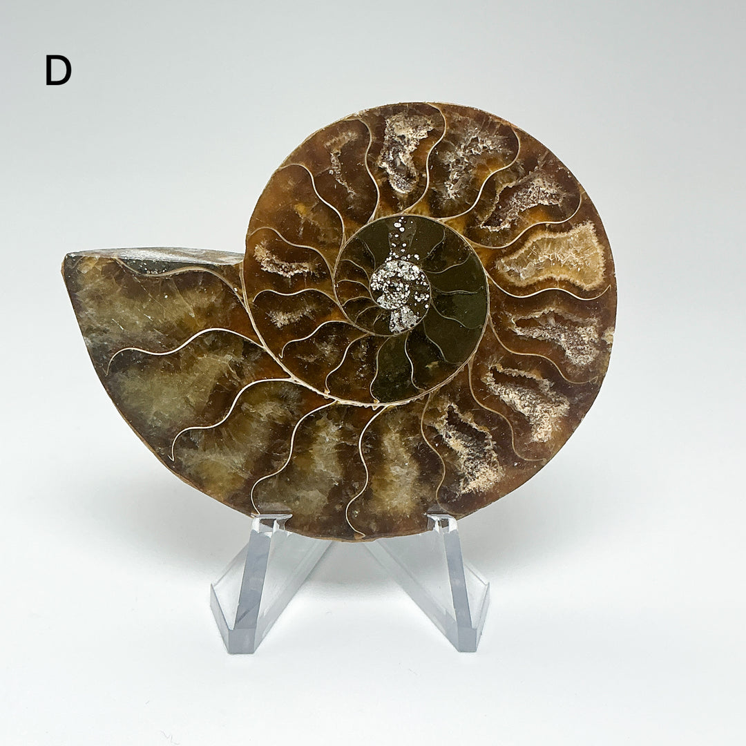 Chambered Ammonite
