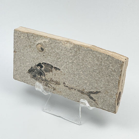 Fish Fossil