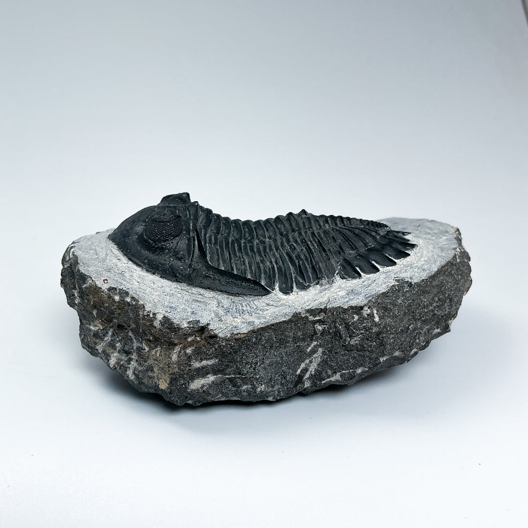 Trilobite Hollardops Fossil