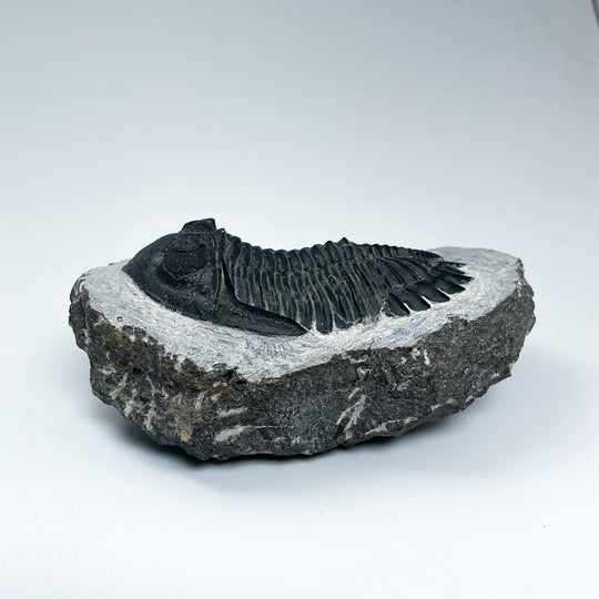 Trilobite Hollardops Fossil