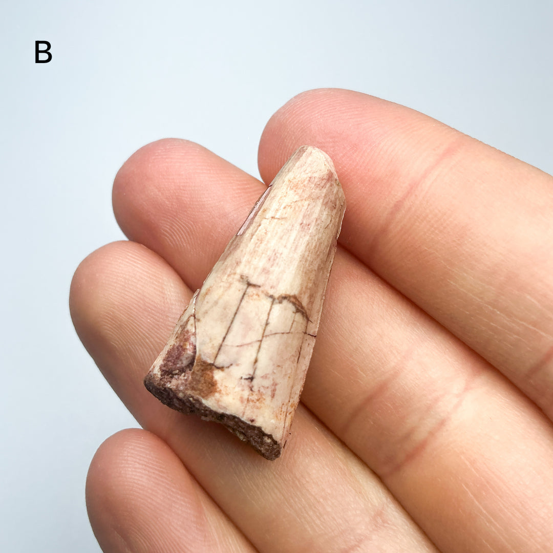 Fossilized Spinosaurus Tooth Specimen