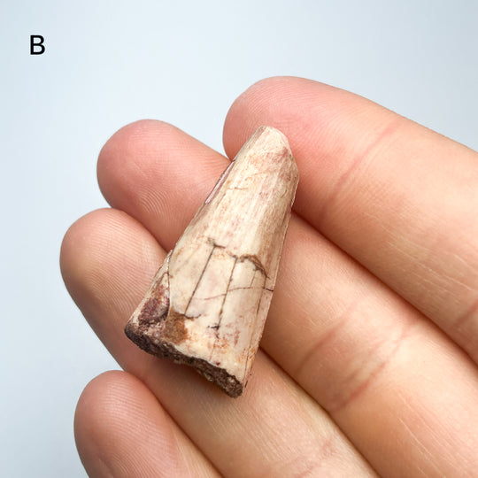 Fossilized Spinosaurus Tooth Specimen