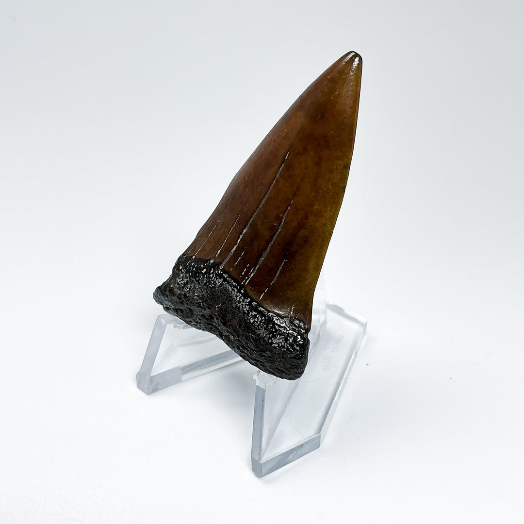 Fossilized Shark Tooth Specimen: Extinct Great White Shark