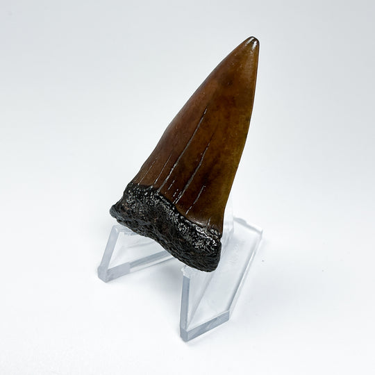 Fossilized Shark Tooth Specimen: Extinct Great White Shark
