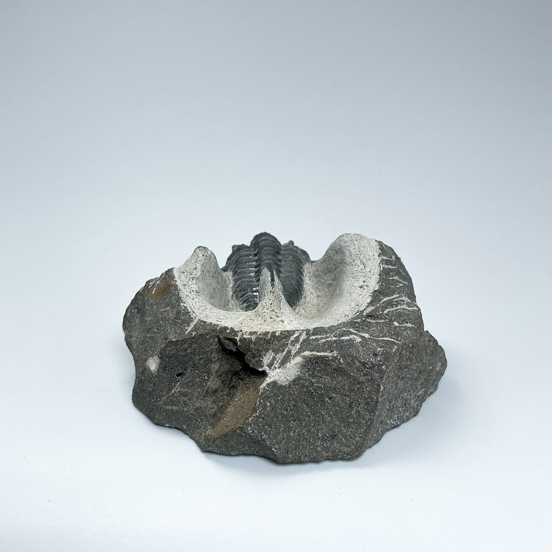 Trilobite Otarion Fossil