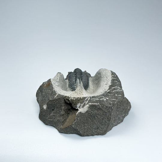 Trilobite Otarion Fossil