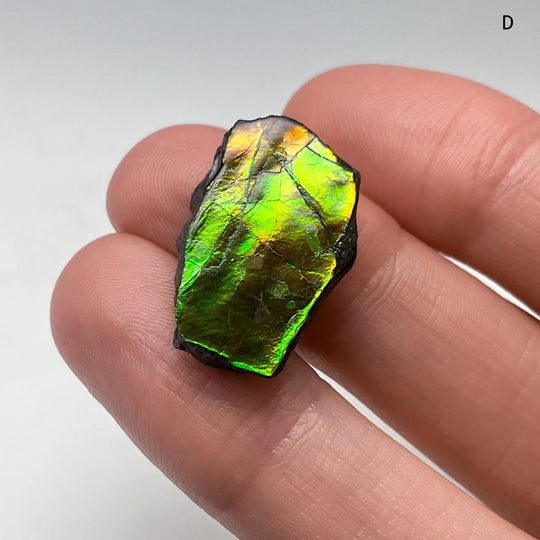 Ammolite Specimen