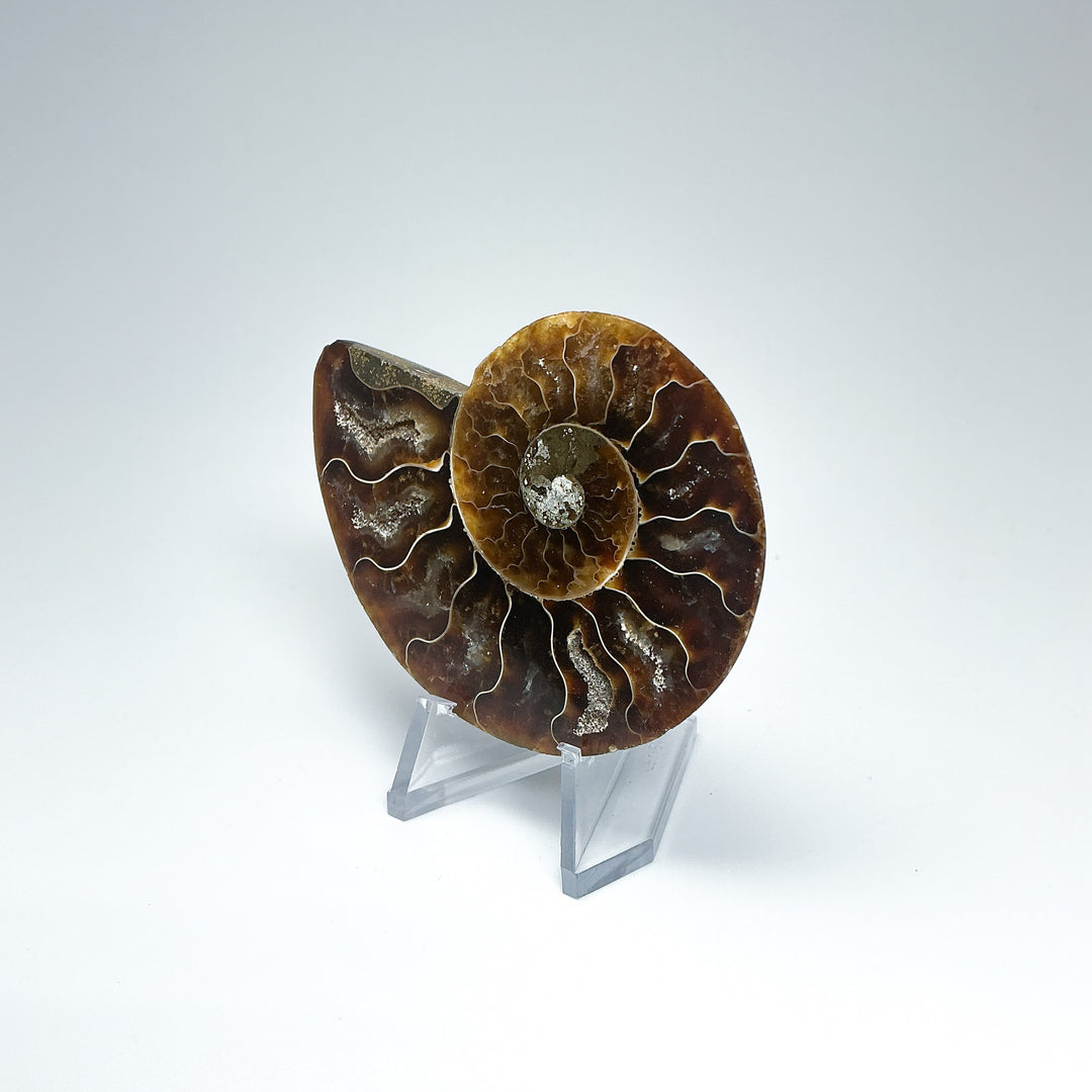 Chambered Ammonite