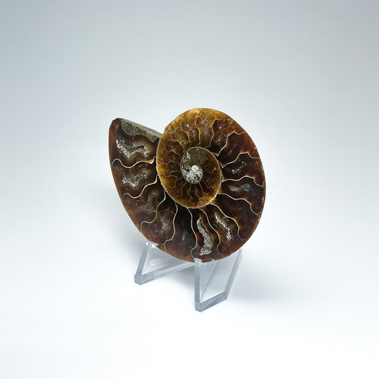 Chambered Ammonite