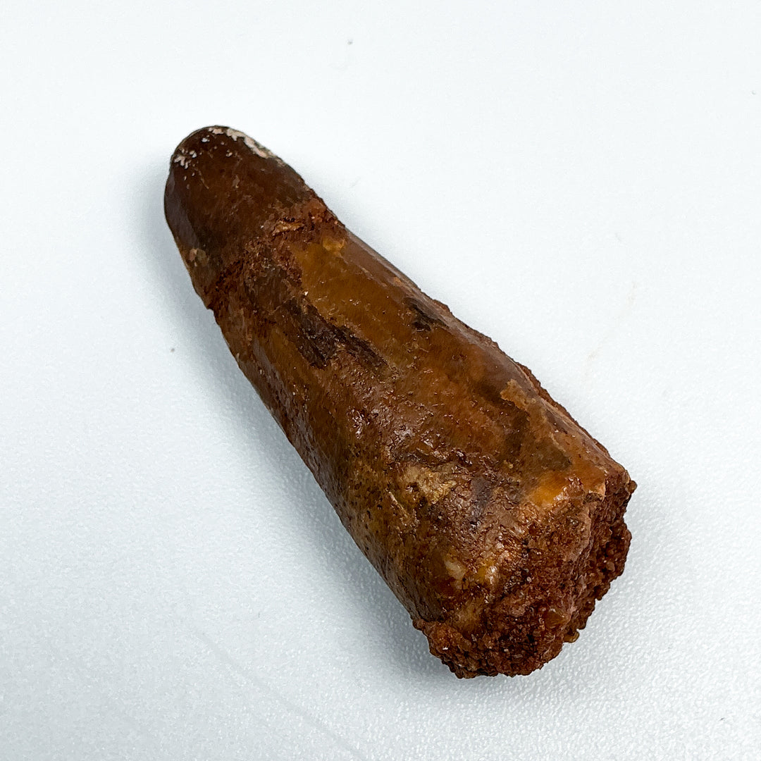 Fossilized Spinosaurus Tooth Specimen