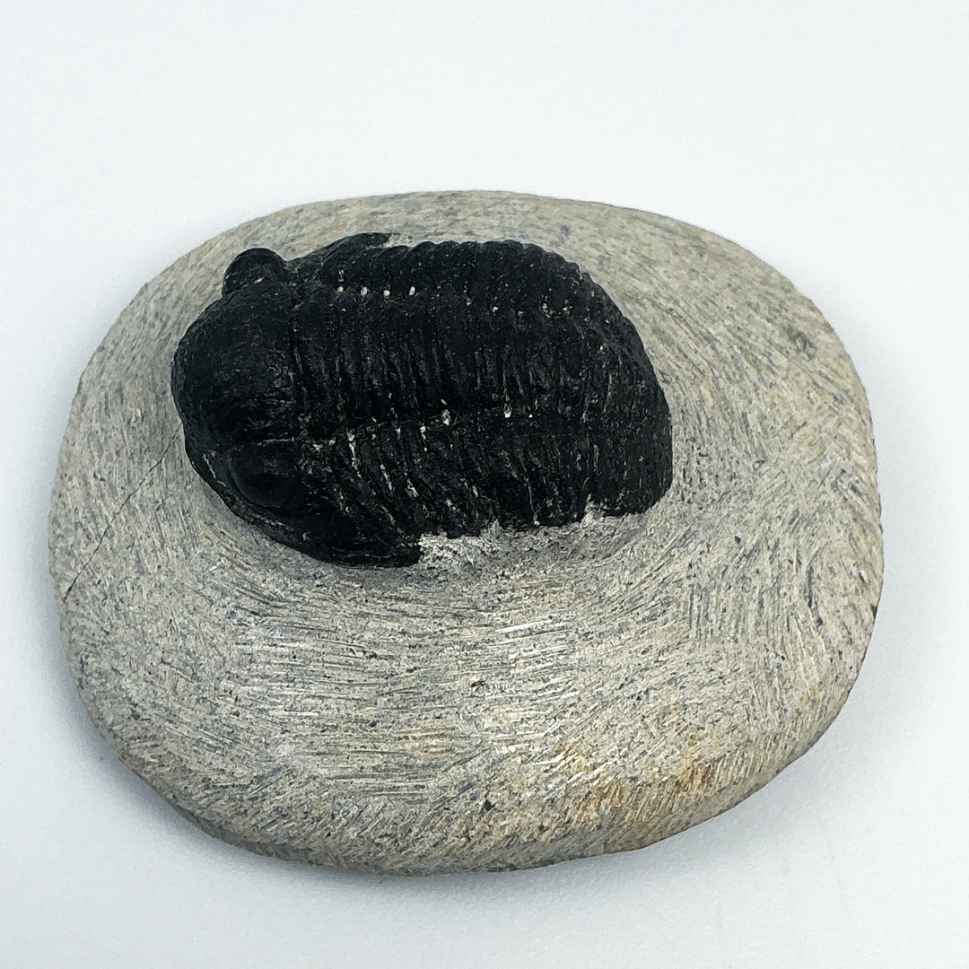 Trilobite Proetus Fossil