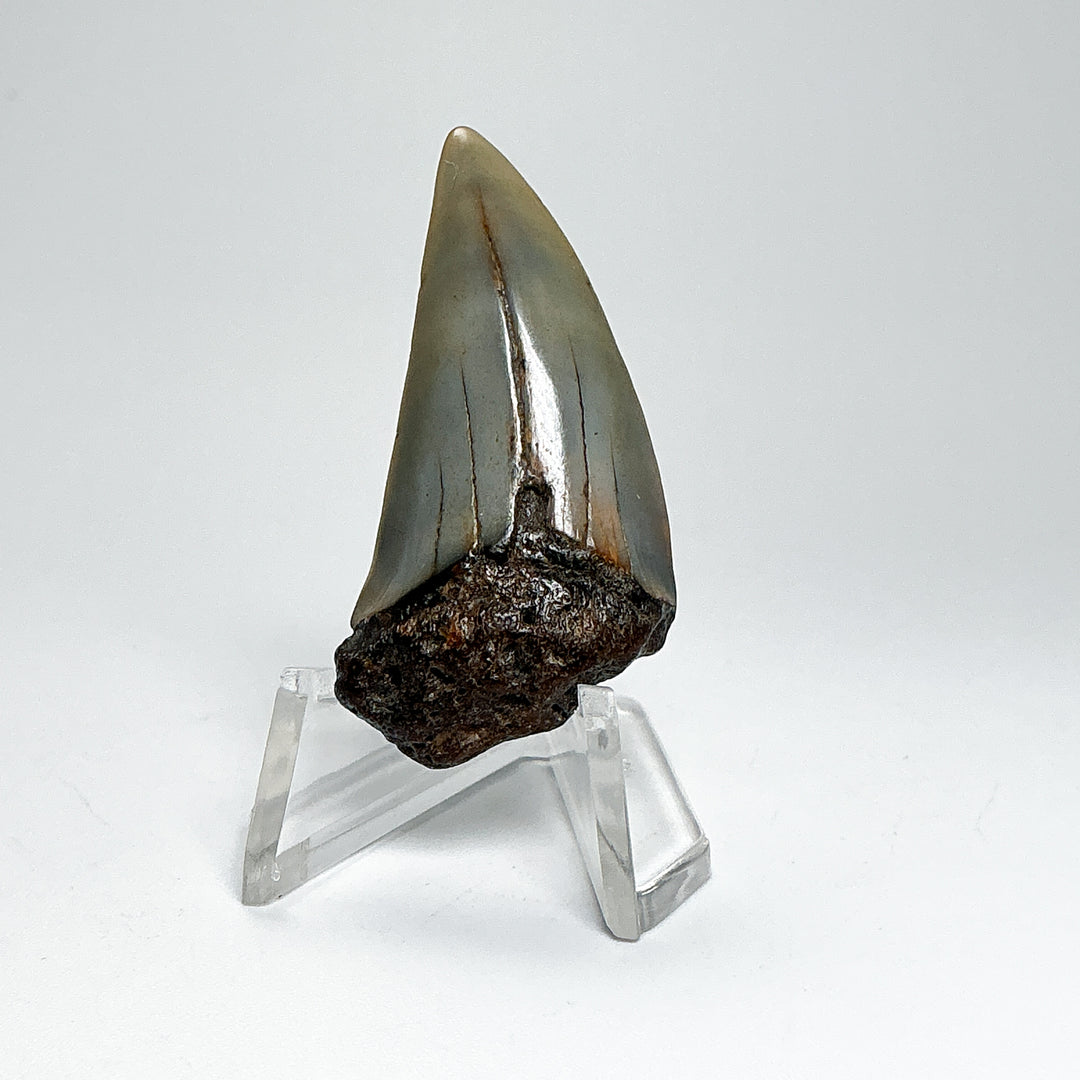 Fossilized Shark Tooth Specimen: Extinct Great White Shark