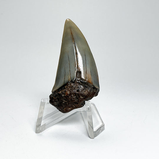 Fossilized Shark Tooth Specimen: Extinct Great White Shark